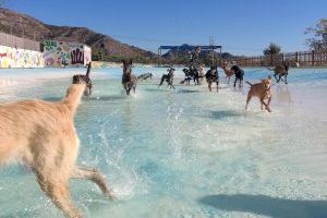Verano también para los perros: parques acuáticos caninos en la Comunitat Valenciana