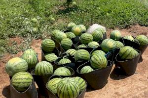 El campo valenciano no gana para disgustos: roban 2.500 kilos de sandías antes de iniciar la cosecha El campo valenciano no gana para disgustos: roban 2.500 kilos de sandías antes de iniciar la cosecha