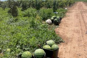 El campo valenciano no gana para disgustos: roban 2.500 kilos de sandías antes de iniciar la cosecha - (foto 2) El campo valenciano no gana para disgustos: roban 2.500 kilos de sandías antes de iniciar la cosecha - (foto 2)