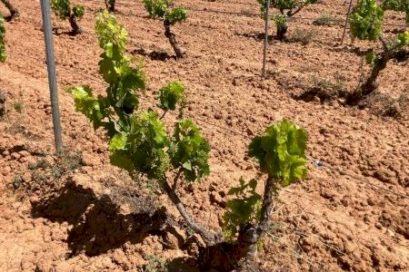 Consulta cómo ir desde Requena-Utiel a la manifestación convocada por las organizaciones agrarias