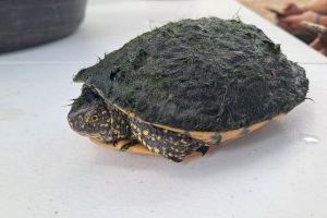 Localitzen once tortugues d’estany europees i una d’aigua ibèrica en el Tancat de la Pipa
