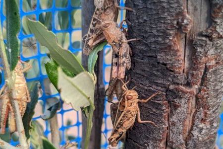 VIDEO | Invasión inédita de saltamontes que son una amenaza para el campo valenciano: "Su presencia es preocupante"