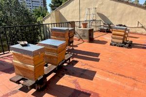 Las abejas de Valencia, pequeñas funcionarias que producen casi 500 kg de miel al año - (foto 2) Las abejas de Valencia, pequeñas funcionarias que producen casi 500 kg de miel al año - (foto 2)