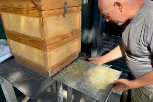 Las abejas de Valencia, pequeñas funcionarias que producen casi 500 kg de miel al año - (foto 3) Las abejas de Valencia, pequeñas funcionarias que producen casi 500 kg de miel al año - (foto 3)