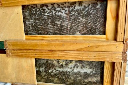 Les abelles de València, xicotetes funcionàries que produïxen quasi 500 kg de mel a l'any