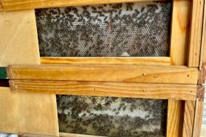 Las abejas de Valencia, pequeñas funcionarias que producen casi 500 kg de miel al año Las abejas de Valencia, pequeñas funcionarias que producen casi 500 kg de miel al año