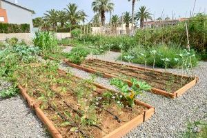 Finalizan los trabajos de mantenimiento y accesibilidad en el Huerto del Mar de Benicarló