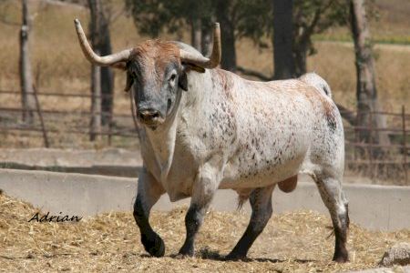 Onda elige un Cebada Gago como ‘Bou de la Fira 2024’