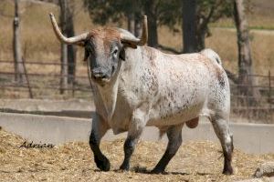Onda elige un Cebada Gago como ‘Bou de la Fira 2024’