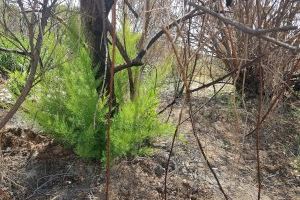 Renace la vida en la Desembocadura del río Millars: la vegetación de ribera brota entre las cenizas tras los incendios