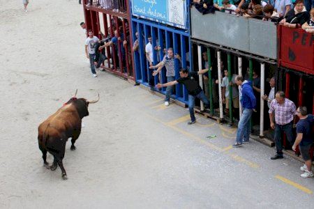 Moncofa exhibirá cuatro toros cerriles en las fiestas de Santa María Magdalena