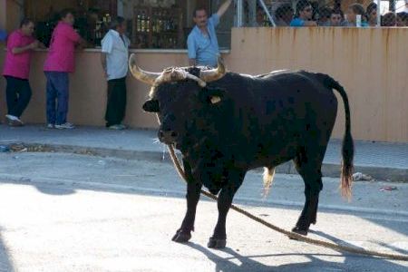 Santa Bàrbara (Burriana) se adentra en el ‘bou en corda’ este fin de semana Santa Bàrbara (Burriana) se adentra en el ‘bou en corda’ este fin de semana