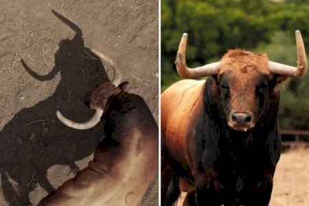 Un imponente Fuente Ymbro recorrerá las calles de Burriana durante las fiestas de la Misericòrdia Un imponente Fuente Ymbro recorrerá las calles de Burriana durante las fiestas de la Misericòrdia