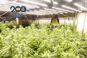 La Policía Nacional desmantela un cultivo de marihuana indoor con cerca de 1.000 plantas en la Safor