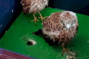 Rescatats quatre xoriguers que vivien en el poliesportiu d'Alzira