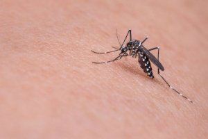 Verano sin mosquitos: Mercadona tiene el producto definitivo para repelerlos