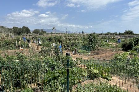 Almassora ofrece el aprovechamiento de seis parcelas del huerto urbano Almassora ofrece el aprovechamiento de seis parcelas del huerto urbano