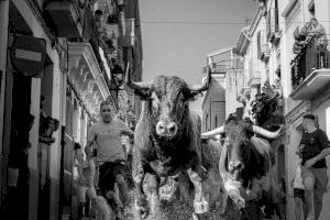 Els bous de Carmen Valiente protagonitzaran el tancament de les festes de la Mare de Déu del Roser a Almassora