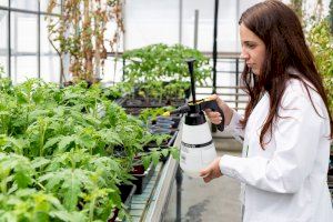 Revolució en l'agricultura amb les 'tomaques invencibles': investigadors valencians descobreixen una aroma que els protegeix dels bacteris
