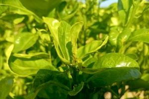Alerta en la Plana Baixa por la llegada del 'Trips sudafricano', la nueva plaga que amenaza a la naranja - (foto 3)
