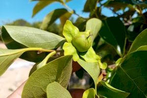 Alerta en la Plana Baixa por la llegada del 'Trips sudafricano', la nueva plaga que amenaza a la naranja - (foto 2)