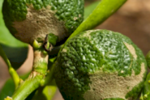 Alerta en la Plana Baixa por la llegada del 'Trips sudafricano', la nueva plaga que amenaza a la naranja - (foto 4)