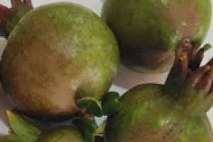 Alerta en la Plana Baixa por la llegada del 'Trips sudafricano', la nueva plaga que amenaza a la naranja - (foto 5)