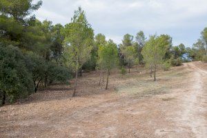 El Ayuntamiento de Bocairent destinará el fondo de gestión forestal a habilitar una faja de seguridad en el camino del Santo Cristo