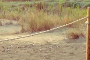 Confirmada la presència, un estiu més, del corriol camanegre a la platja de Rafalell i Vistabella - (foto 2)