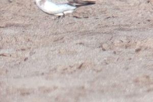 Confirmada la presència, un estiu més, del corriol camanegre a la platja de Rafalell i Vistabella - (foto 4)