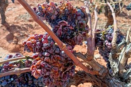 AVA solicita ayudas para los agricultores afectados por las últimas tormentas con pedrisco en varios pueblos de Valencia