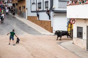 ‘Carbonaire Musical’ y once ‘bous al carrer’: La Vall d’Uixó se prepara para las fiestas del Santísimo Cristo del Calvario ‘Carbonaire Musical’ y once ‘bous al carrer’: La Vall d’Uixó se prepara para las fiestas del Santísimo Cristo del Calvario