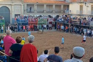 Nules exhibeix dos bous en la seua primera jornada de 'bous al carrer' de les festes patronals de la Soledat