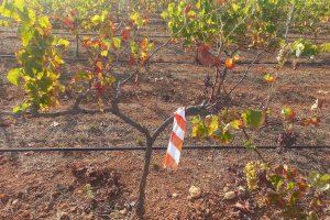 Los agricultores afectados por ‘Xylella fastidiosa' ya pueden beneficiarse de las ayudas de hasta 5.000 euros por hectárea