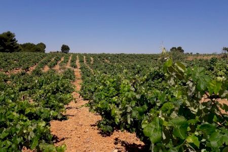 La inteligencia artificial en el sector vitivinícola se abordará el 4 de noviembre en Requena