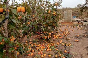 Alerta sanitaria por la DANA en Valencia: evita consumir productos cultivados en zonas inundadas