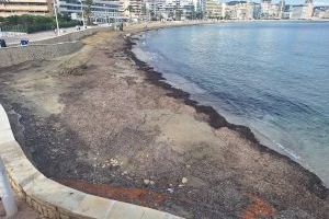 El Ayuntamiento de Calp inicia la limpieza del barranco del Quisi, pese a ser competencia de la CHJ