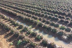 Desastre agrícola en Castellón: la segunda DANA golpea con fuerza al sector primario y provoca pérdidas millonarias