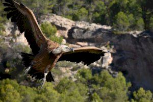 Nova jornada d’anellament de voltors a Alcoi
