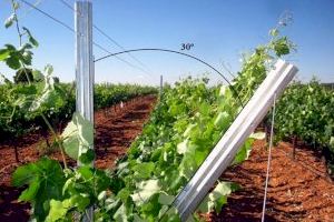 Orientar les vinyes a l'oest millora la composició del vi i permet l'adaptació de la vinya al canvi climàtic