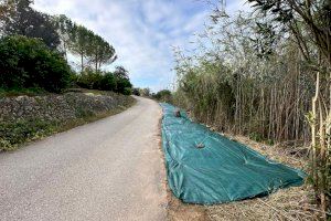 Canals realiza la campaña de eliminación controlada de cañas