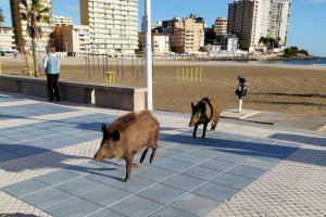 La playa de la Concha de Oropesa del Mar recibe la visita de unos nuevos 'turistas' este puente de diciembre