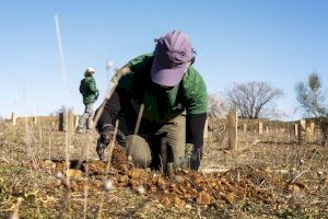 Reforesta vuelve a plantar árboles en Requena con el apoyo de Alejandro Sanz