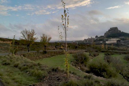 El Ayuntamiento de Morella continúa con el plan de recuperación de espacios verdes con la plantación de árboles en Santa LLúcia