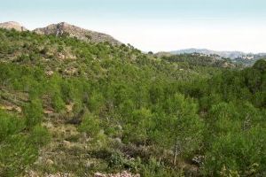 La Diputació de Valencia aprueba ayudas a municipios para gestión forestal y prevención de incendios por valor de 7,3 millones de euros