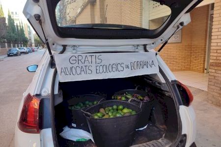 Aguacates ecológicos de Burriana para los afectados por la DANA