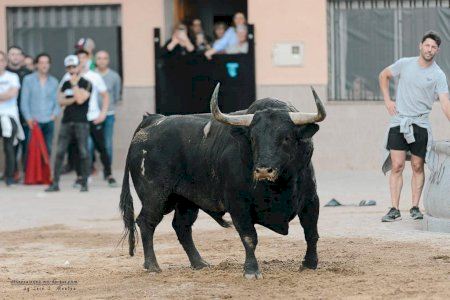 La Vall d'Uixó escalfa motors per a les festes patronals de Sant Vicent Ferrer amb bous salvatges i vaquillas: dates i ramaderies
