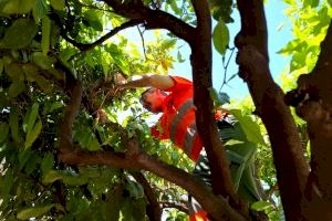 Catarroja cuida els parcs i jardins amb lluita biològica