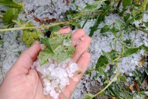 “Se da por terminada la campaña”: el granizo destroza campos de cultivo en Valencia