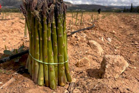 La campaña del Espárrago de Villena promete una alta calidad y una producción superior a las 100 toneladas